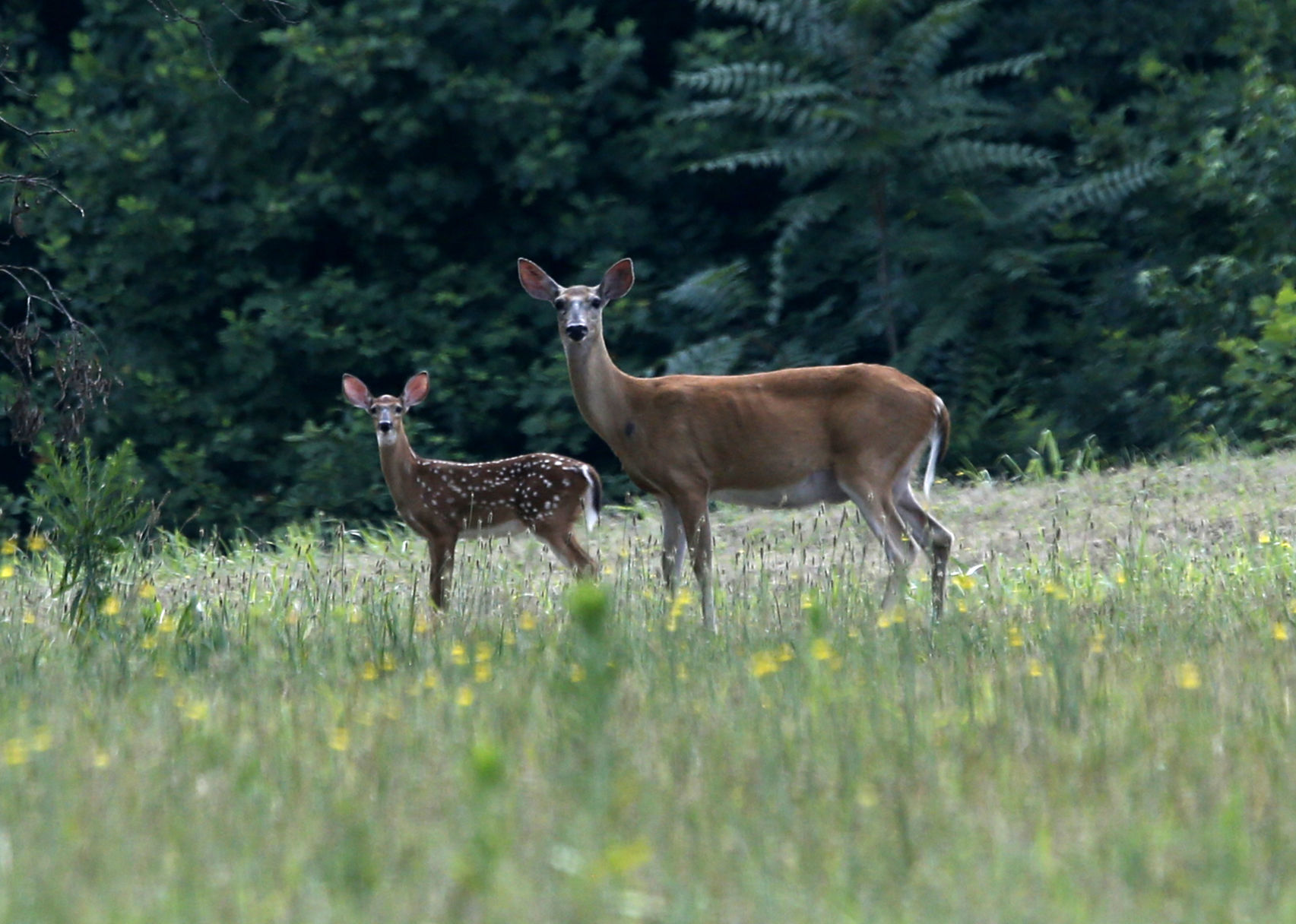 20200721_MET_WILD_BB01